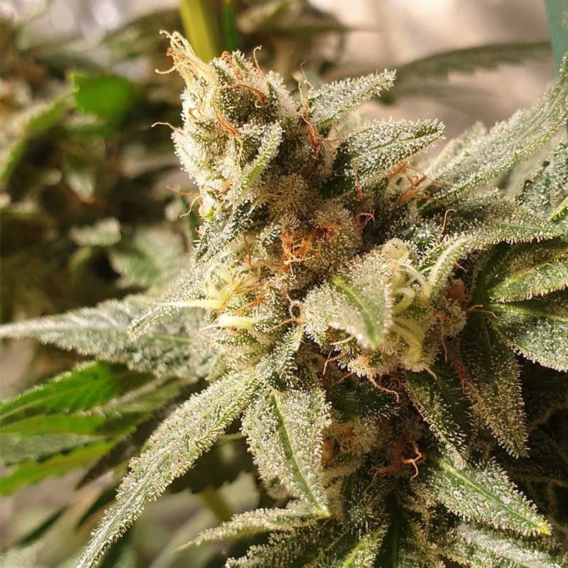 RKIEM SEEDS GALA CBD 10UDS