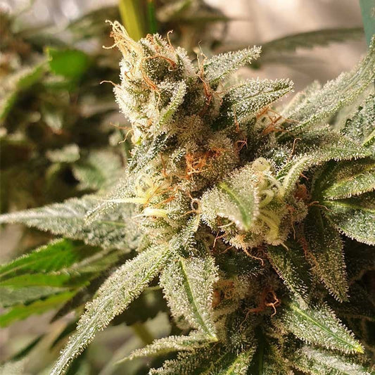 RKIEM SEEDS GALA CBD 10UDS