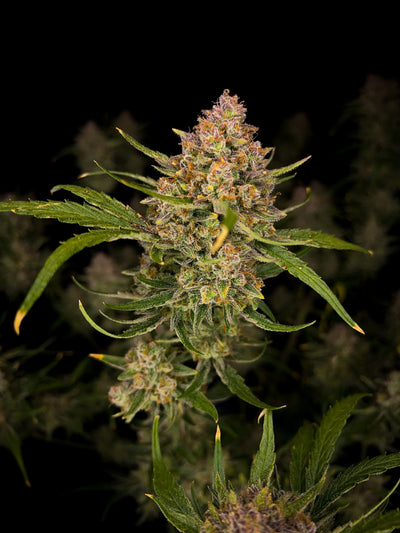 Guava Auto (FB) 3+2 Semillas