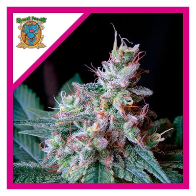 CREAM CARAMEL FEM X25-SWEET SEEDS (DS)