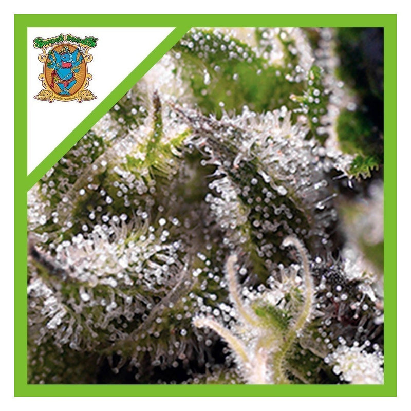 CREAM CARAMEL AUTO X25-SWEET SEEDS (DS)