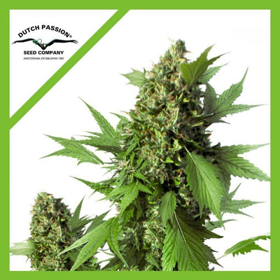 DUCK AUTO X3-DUTCH PASSION (DS)