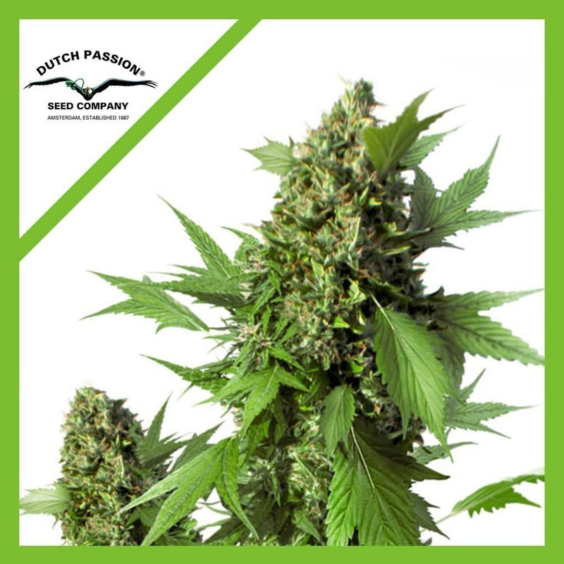 DUCK AUTO X3-DUTCH PASSION (DS)