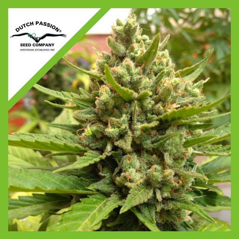 BLUEBERRY AUTO X3-DUTCH PASSION (DS)