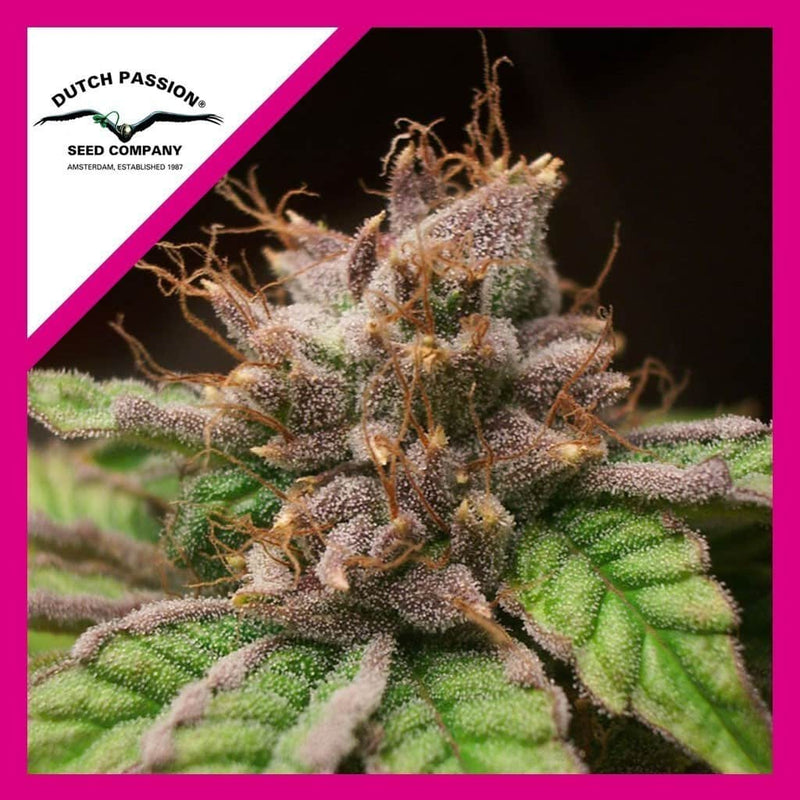BLUEBERRY FEM X3-DUTCH PASSION (DS)
