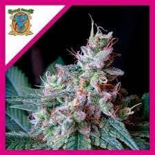 CREAM CARAMEL AUTO X100-SWEET SEEDS (DS)