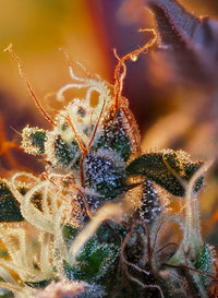 CREAM MANDARINE XL AUTO X100-SWEET SEEDS (DS)