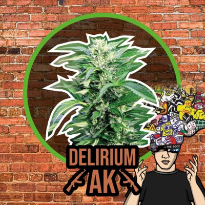 DELIRIUM SEEDS DELIRIUM AK FAST 2UDS