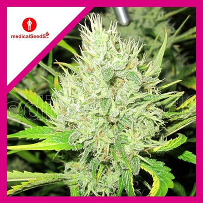 2046 FEM X3+2-MEDICAL SEEDS (DS)