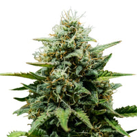 FAT BANANA USA PREMIUM AUTO X1 -ROYAL QUEEN SEEDS (DS)