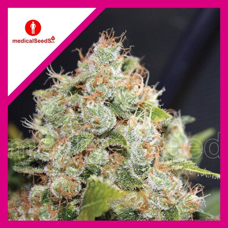 BCN SOUR DIESEL FEM X3+2-MEDICAL SEEDS (DS)
