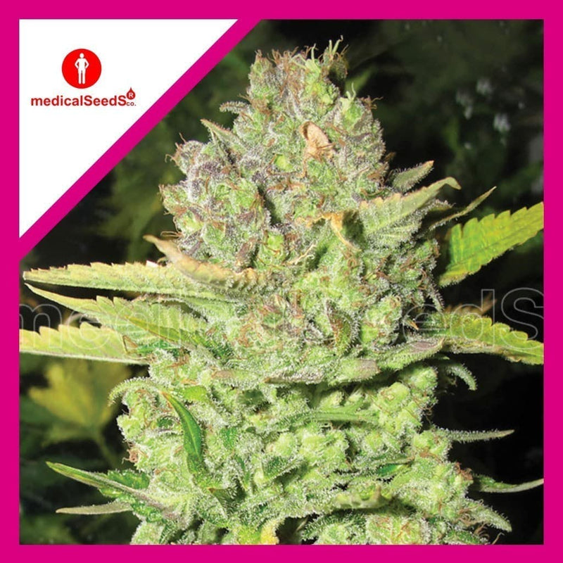 DEVIL FRUIT FEM X3+2-MEDICAL SEEDS (DS)