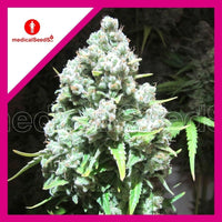 MALAKOFF FEM X3+2-MEDICAL SEEDS (DS)