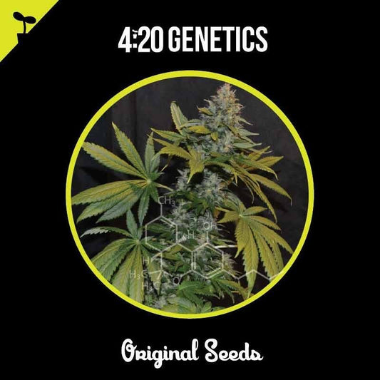 420 GENETICS MOBY DICK 50UDS