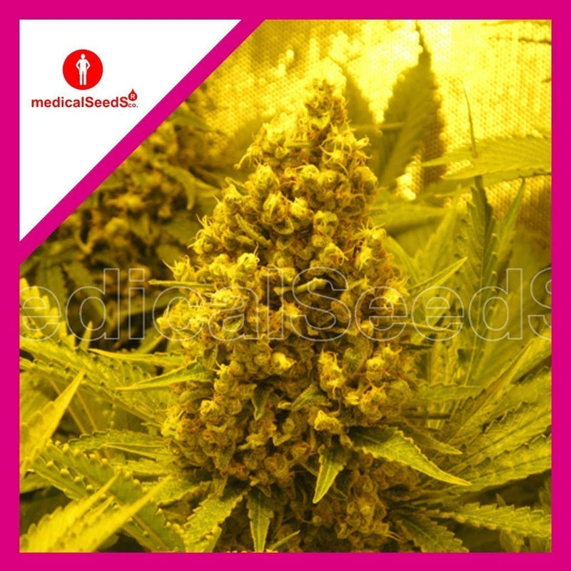 PROZACK FEM X3+2-MEDICAL SEEDS (DS)