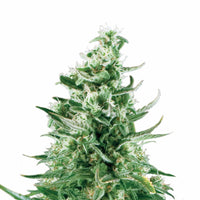 ROYAL CRITICAL AUTO X3-ROYAL QUEEN (DS)
