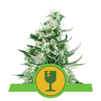 ROYAL CRITICAL AUTO X3-ROYAL QUEEN (DS)