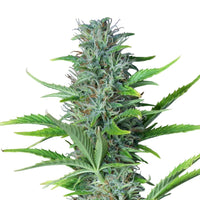 NORTHERN LIGHT AUTO X3-ROYAL QUEEN (DS)