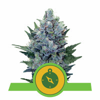 NORTHERN LIGHT AUTO X3-ROYAL QUEEN (DS)