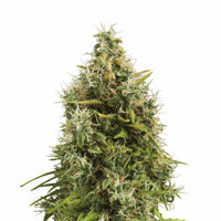 ROYAL AK AUTO X3-ROYAL QUEEN (DS)