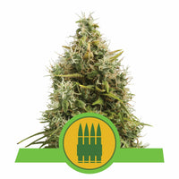 ROYAL AK AUTO X3-ROYAL QUEEN (DS)