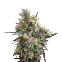 ROYAL BLUEMATIC AUTO X3-ROYAL QUEEN (DS)