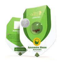 AMNESIA HAZE AUTO X3-ROYAL QUEEN (DS)