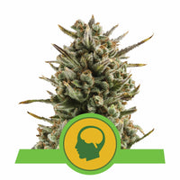 AMNESIA HAZE AUTO X3-ROYAL QUEEN (DS)