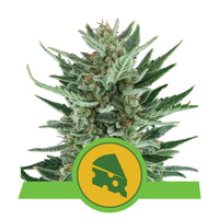 ROYAL CHEESE AUTO X3-ROYAL QUEEN (DS)