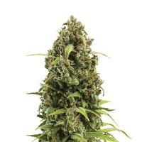 DIESEL AUTO X3-ROYAL QUEEN (DS)