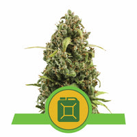 DIESEL AUTO X3-ROYAL QUEEN (DS)
