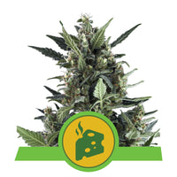 BLUE CHEESE AUTO X3-ROYAL QUEEN (DS)