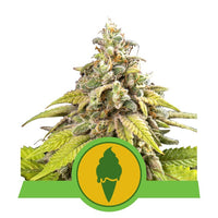 GREEN GELATO USA PREMIUM AUTO X3-ROYAL QUEEN (DS)