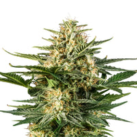 GREEN GELATO USA PREMIUM AUTO X3-ROYAL QUEEN (DS)