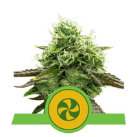 SWEET ZZ USA PREMIUM AUTO X3-ROYAL QUEEN (DS)