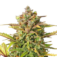 SWEET ZZ USA PREMIUM AUTO X3-ROYAL QUEEN (DS)