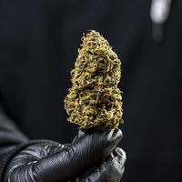 HAZE BERRY AUTO X3-ROYAL QUEEN (DS)