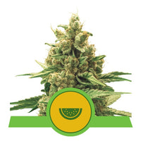 WATERMELON USA PREMIUM AUTO X3-ROYAL QUEEN SEEDS (DS)