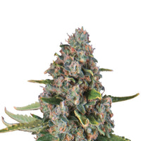 SHERBET QUEEN USA PREMIUM AUTO X3-ROYAL QUEEN (DS)
