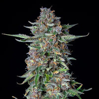 MIMOSA USA PREMIUM AUTO X3-ROYAL QUEEN (DS)