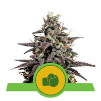 PURPLE PUNCH USA PREMIUM AUTO X3-ROYAL QUEEN (DS)