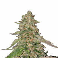 SWEET ZZ USA PREMIUM FEM X3-ROYAL QUEEN (DS)