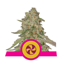 SWEET ZZ USA PREMIUM FEM X3-ROYAL QUEEN (DS)