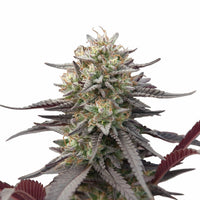 GREEN CRACK PUNCH USA PREMIUM FEM X3-ROYAL QUEEN (DS)