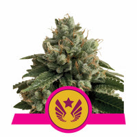 LEGENDARY OG PUNCH USA PREMIUM FEM X3-ROYAL QUEEN (DS)