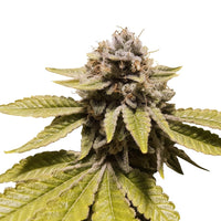 TRIPLE G USA PREMIUM FEM X3-ROYAL QUEEN (DS)