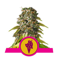 COOKIES GELATO USA PREMIUM FEM X3-ROYAL QUEEN (DS)