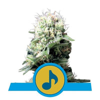 DANCE WORLD CBD FEM X3-ROYAL QUEEN (DS)