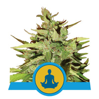 STRESS KILLER AUTO CBD X3-ROYAL QUEEN (DS)