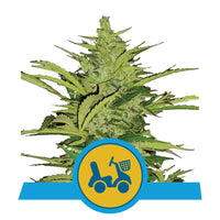 FAST EDDY AUTO CBD X3-ROYAL QUEEN (DS)